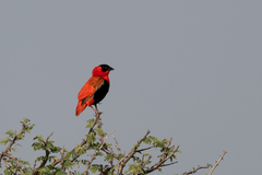 Euplectes franciscanus