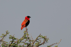 Euplectes franciscanus