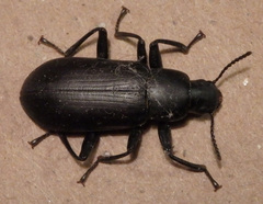 Alobates pensylvanicus