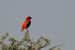 Euplectes franciscanus