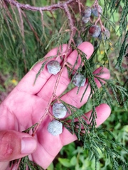 Juniperus flaccida