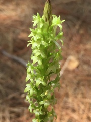 Platanthera elongata