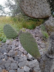 Opuntia streptacantha