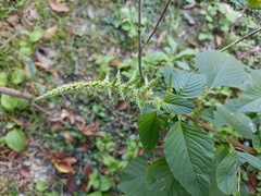 Amaranthus spinosus