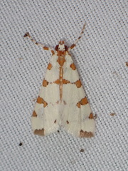 Conchylodes octonalis