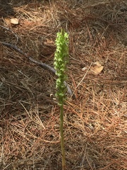 Platanthera elongata