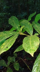 Cordia nodosa