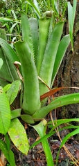 Bromelioideae