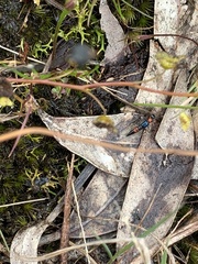 Paederus cruenticollis