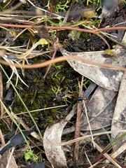 Paederus cruenticollis