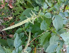 Amaranthus spinosus