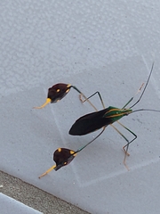 Diactor bilineatus