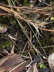 Paederus cruenticollis