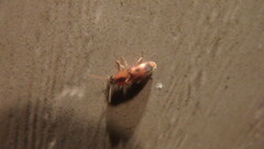 Aeolus mellillus