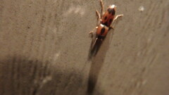 Aeolus mellillus
