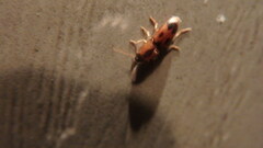 Aeolus mellillus