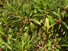 Myoporum insulare