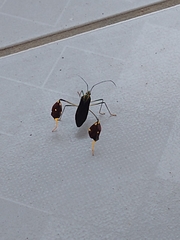 Diactor bilineatus