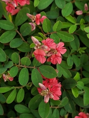 Indigofera hendecaphylla