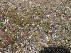Convolvulus verecundus