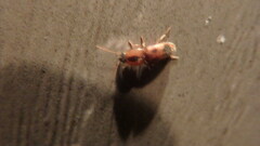 Aeolus mellillus