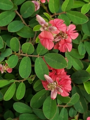 Indigofera hendecaphylla