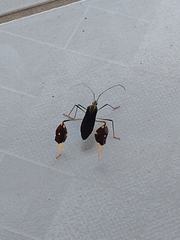 Diactor bilineatus