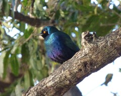Lamprotornis chalybaeus