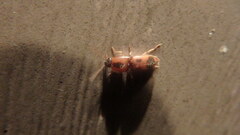 Aeolus mellillus