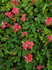 Indigofera hendecaphylla