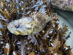 Sebastes rastrelliger