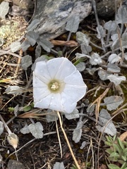 Convolvulus verecundus