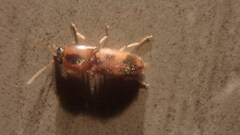 Aeolus mellillus