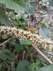 Amaranthus spinosus