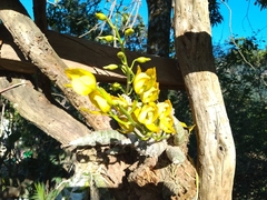Mormodes cozticxochitl