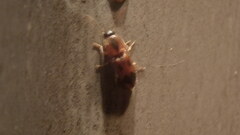 Aeolus mellillus