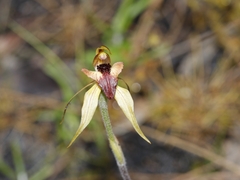 Caladenia tessellata