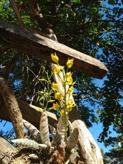 Mormodes cozticxochitl