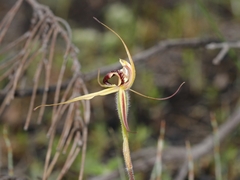 Caladenia tessellata