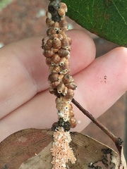 Eriococcus coriaceus