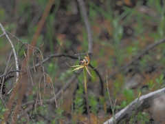Caladenia tessellata