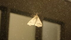 Phalaenophana pyramusalis