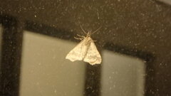 Phalaenophana pyramusalis