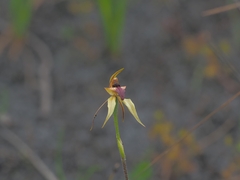 Caladenia tessellata