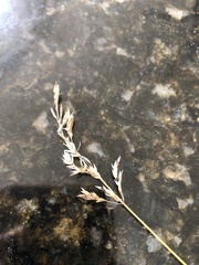 Poa bulbosa