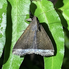 Coremagnatha orionalis