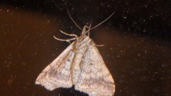 Phalaenophana pyramusalis