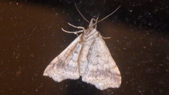 Phalaenophana pyramusalis