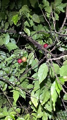 Flacourtia indica