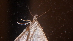 Phalaenophana pyramusalis